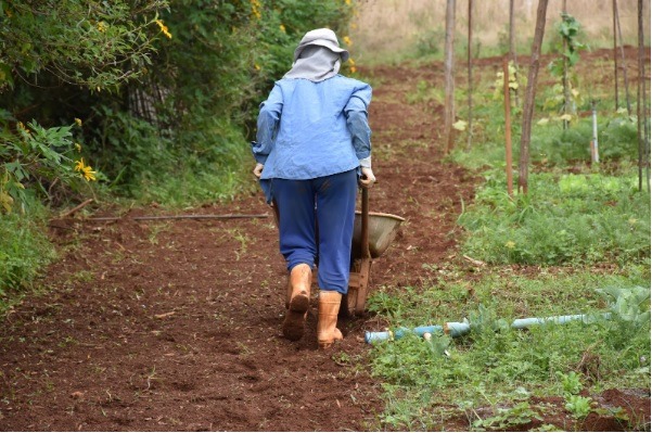 Pessoa vestindo roupas de proteção contra o sol, incluindo chapéu, camisa de manga longa e botas, empurrando um carrinho de mão em uma área de cultivo com solo arado e vegetação ao redor.