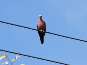 Proteção da Fauna Contra Acidentes Elétricos: DF Abre Consulta Pública